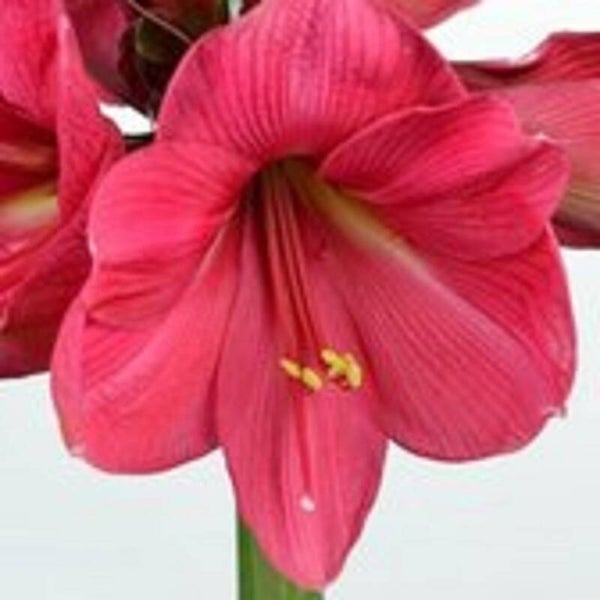 Amaryllis| Hercules