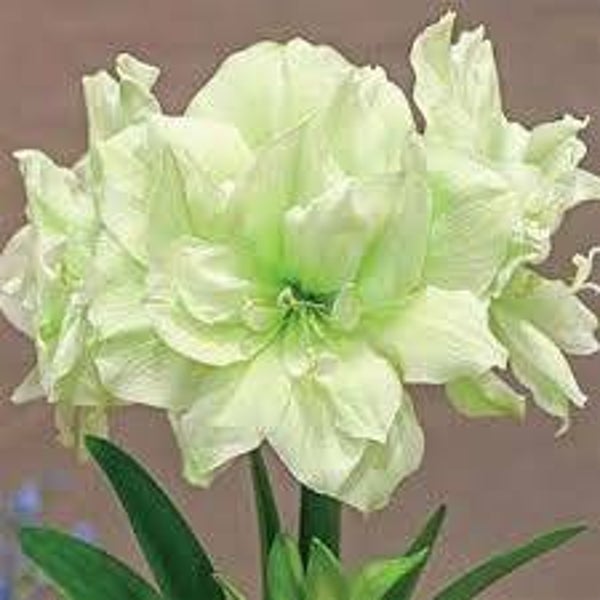 Amaryllis | Marylin