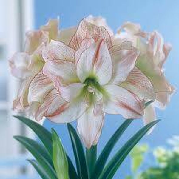 Amaryllis | Aphrodite