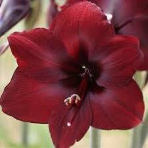 Amaryllis | Carmen