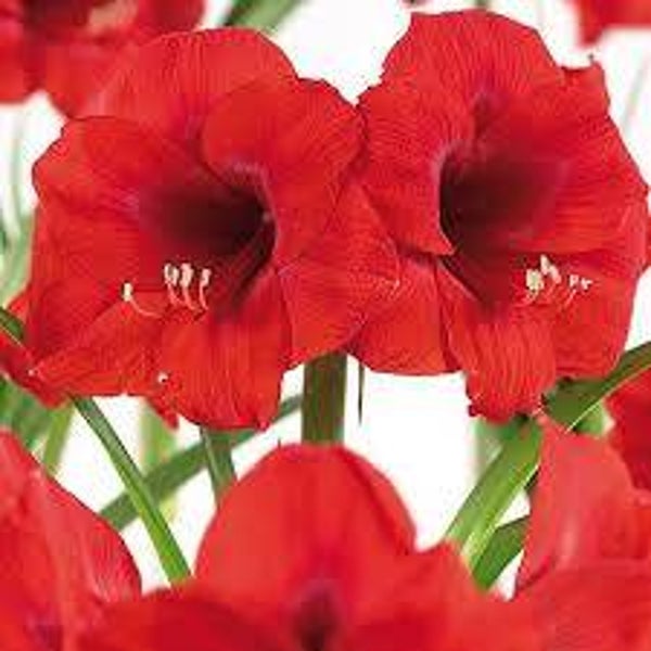 Amaryllis | Merry Christmas