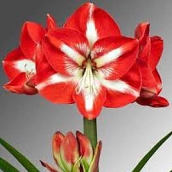 Amaryllis | Stargazer