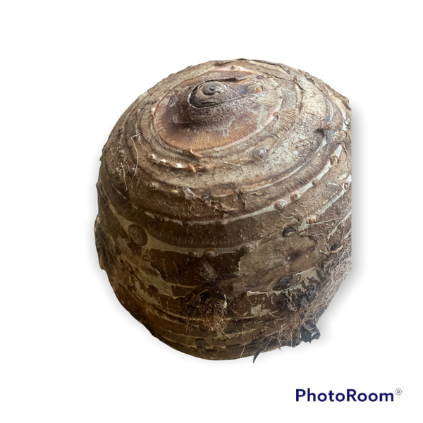 Colocasia | Esculenta