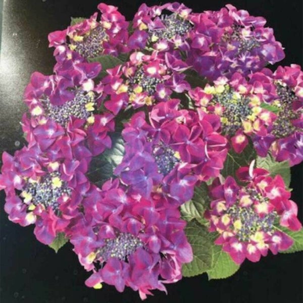Hortensia | Frisbee purple