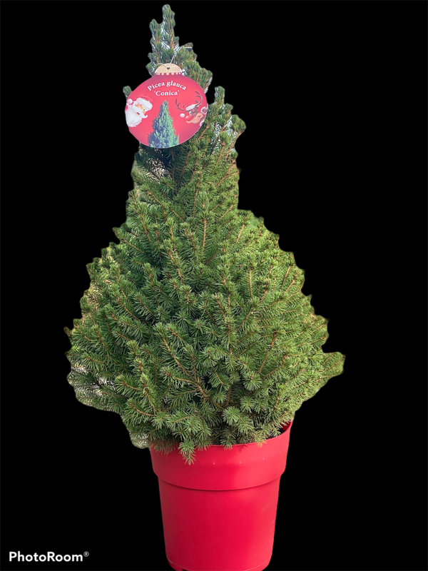 1 X KERSTBOOM MIDDEL (PICEA CONICA) 90 CM.