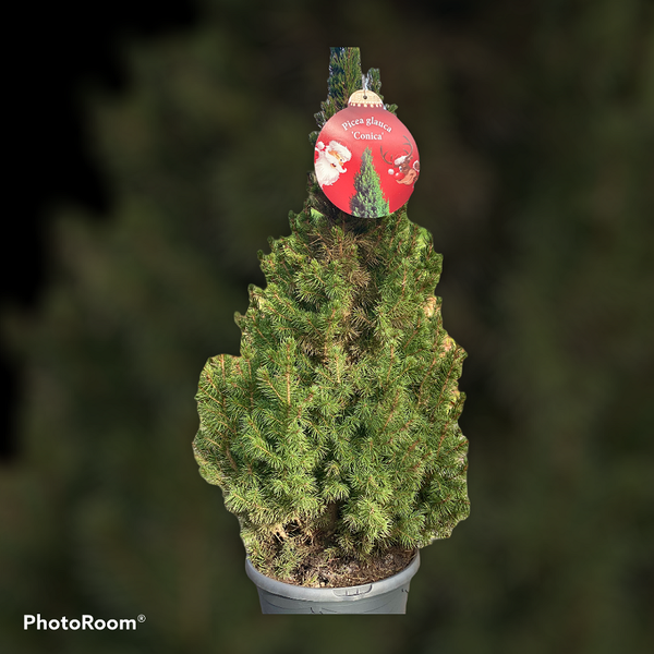 1 X MINI KERSTBOOM (PICEA CONICA) 80 CM.