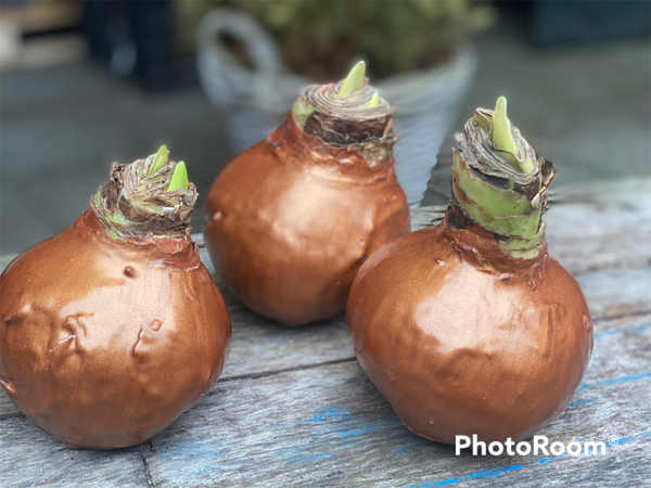 Wax Amaryllis | Koper