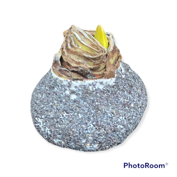 Wax Amaryllis | Nature grijs