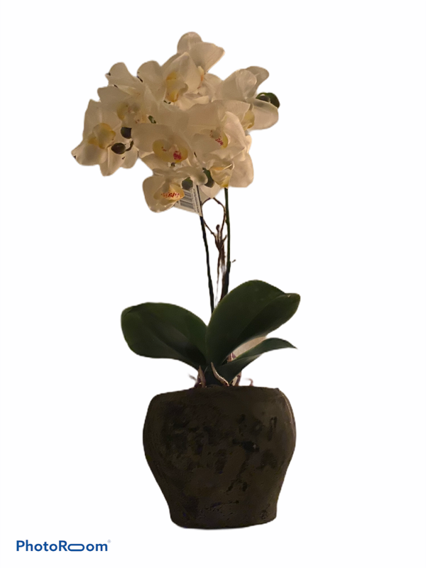 Orchidee in pot groot