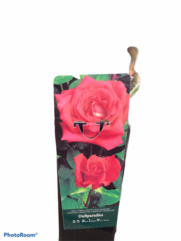 Roos | Duftparadies