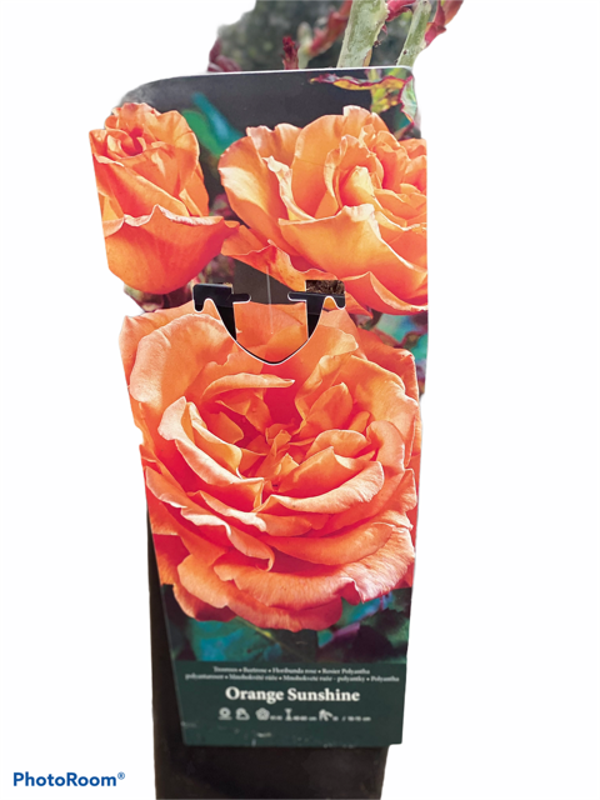 Roos | Orange Sunshine
