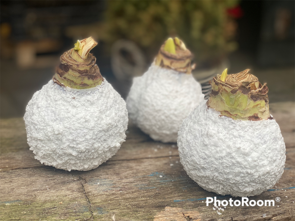 Wax Amaryllis | Snow White