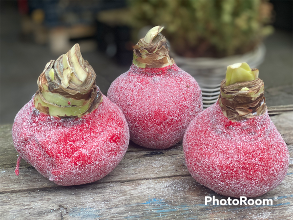 Wax Amaryllis | Red Sparkle