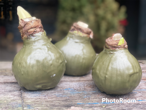 Wax Amaryllis | Olijf groen