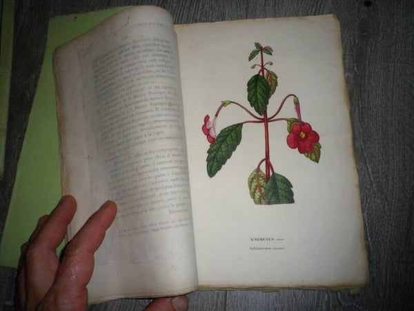 Annales de Flore et de Pomone — Janvier 1844 (N° 4) | 4 Planches Botaniques Gravées et Rehaussées en Couleurs