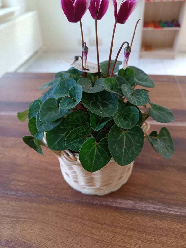 Blumenüberkorb aus Rattan