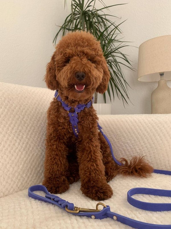 Hundegeschirr Fettleder geflochten “Sunny”