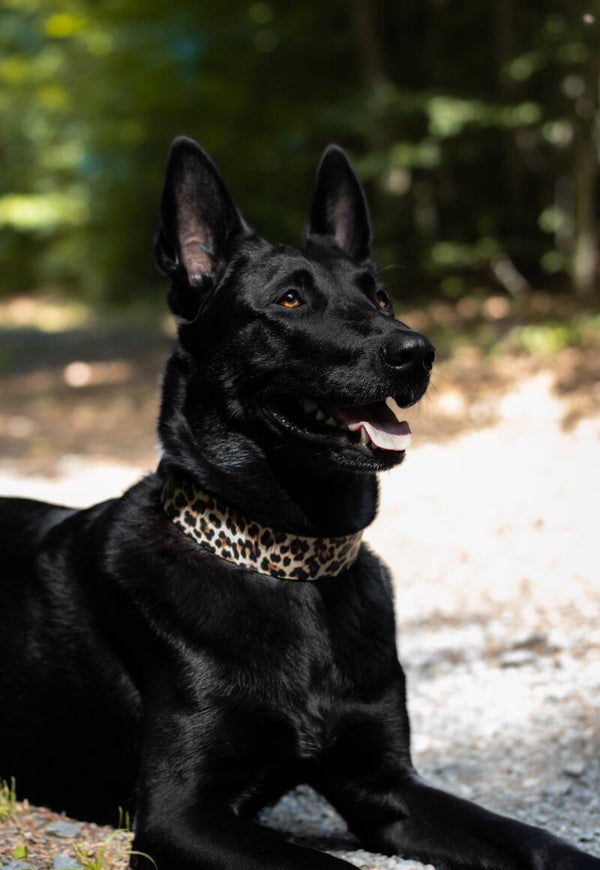 Zugstopp Biothane Halsband Leo D‘Oro