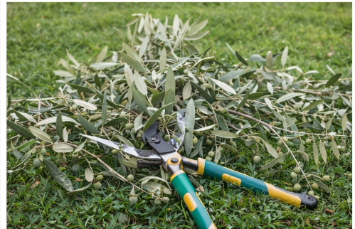 Après débroussaillage : jardin propre et sécurisé dans le Golfe de Saint-Tropez
