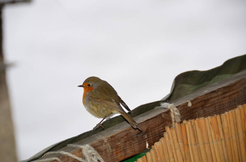 dsc_1547-standard.jpg