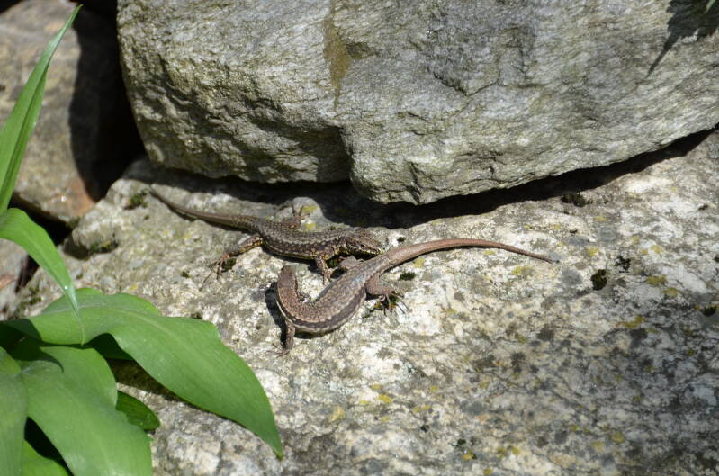 dsc_3007-standard.jpg