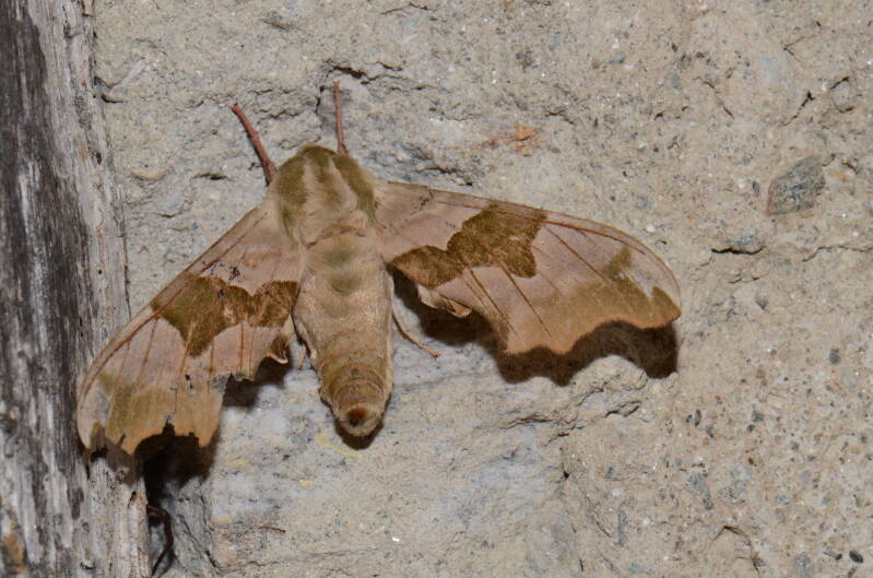 dsc_4266-standard.jpg