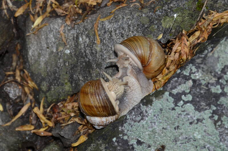 dsc_4600-standard.jpg