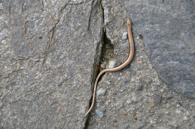 dsc_4767-standard.jpg