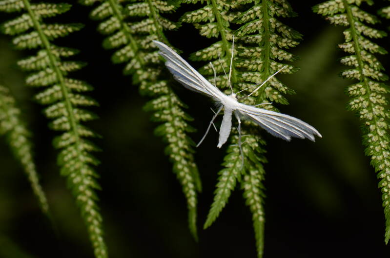 dsc_6366-standard-txvyn4.jpg