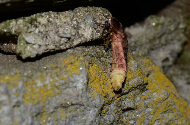 dsc_7027-standard.jpg