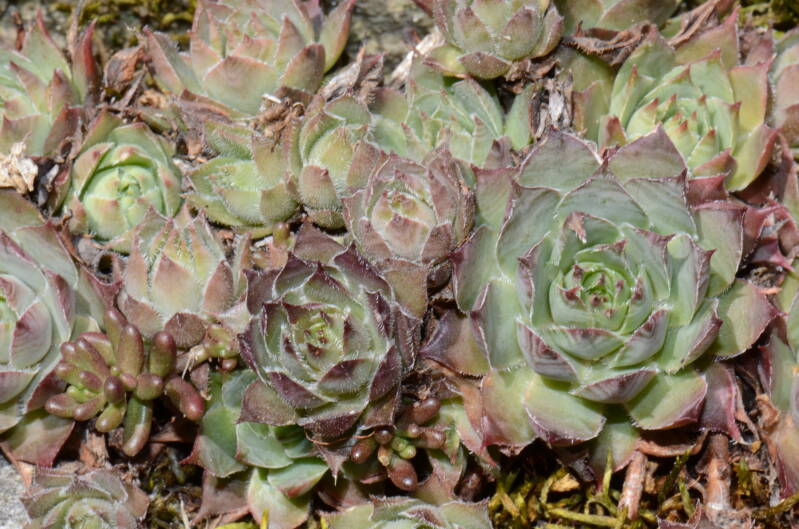 dsc_7136-standard.jpg