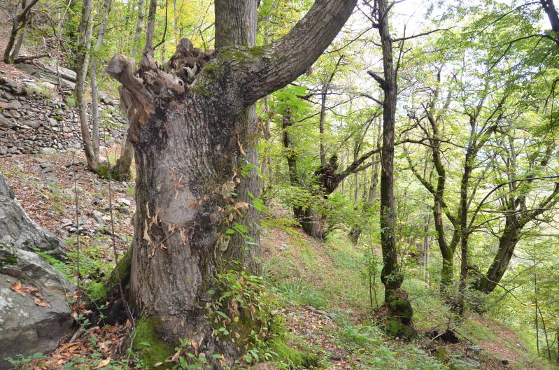 dsc_8592-standard.jpg