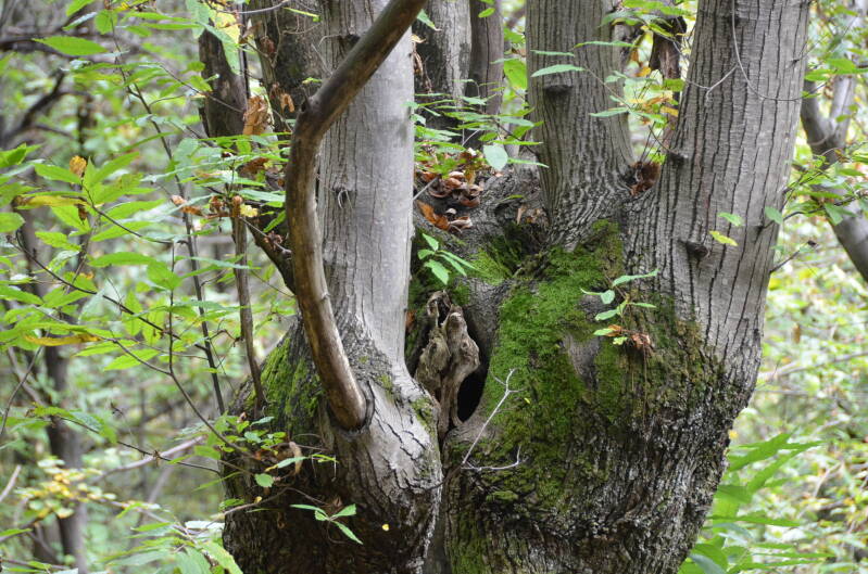dsc_8755-standard.jpg