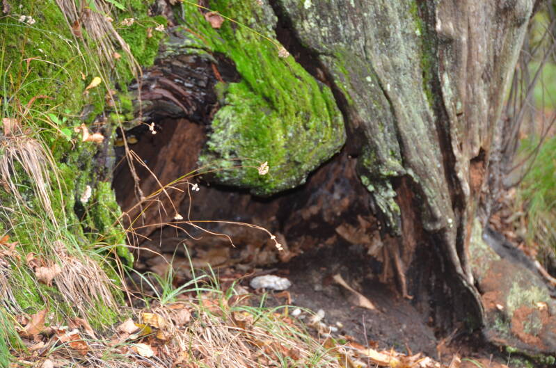 dsc_8792-standard.jpg