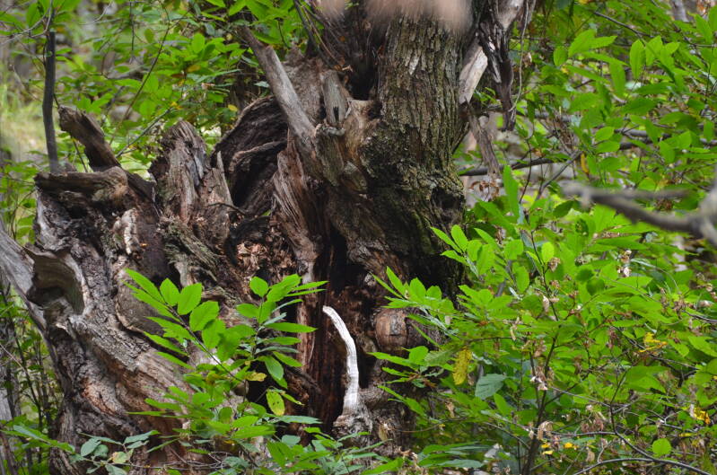 dsc_8904-standard.jpg
