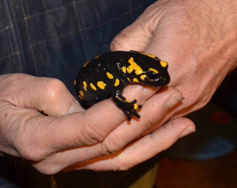feuersalamander-standard.jpg