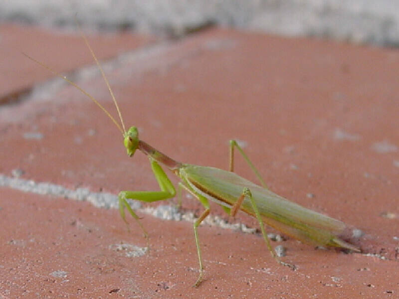 mantis-2-standard.jpg