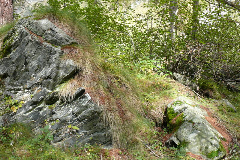 p1800394-standard.jpg