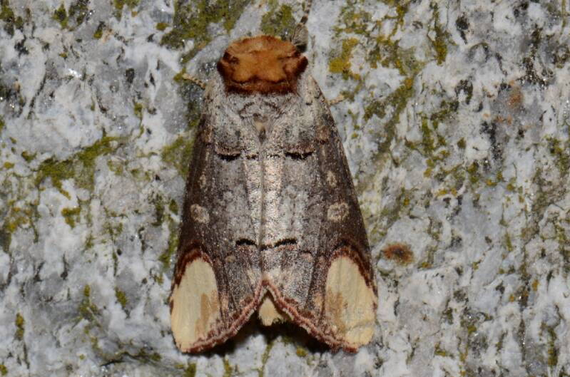 phalera-bucephala-mondvoge-standard.jpg