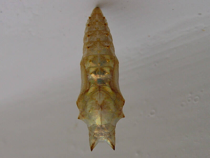 puppe_am_stupa-standard.jpg