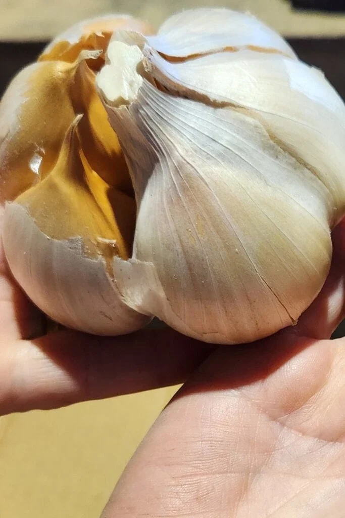 The Garlic Guy Elephant Garlic Medium Bulb