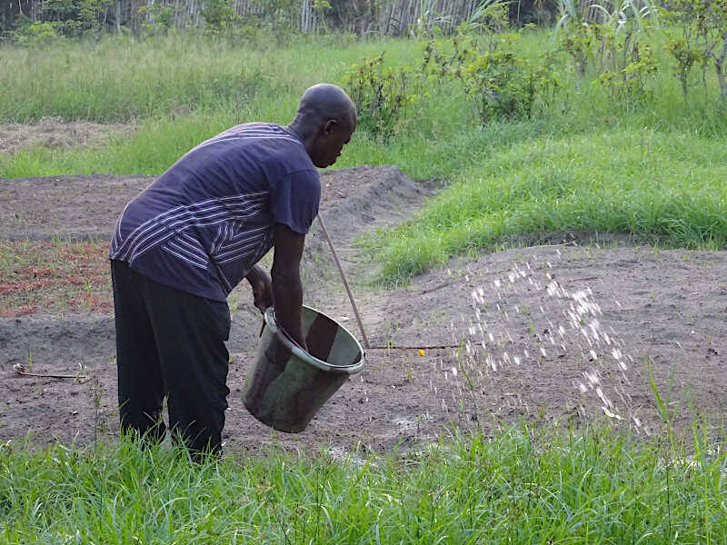 Arrosage du champ à Bumba