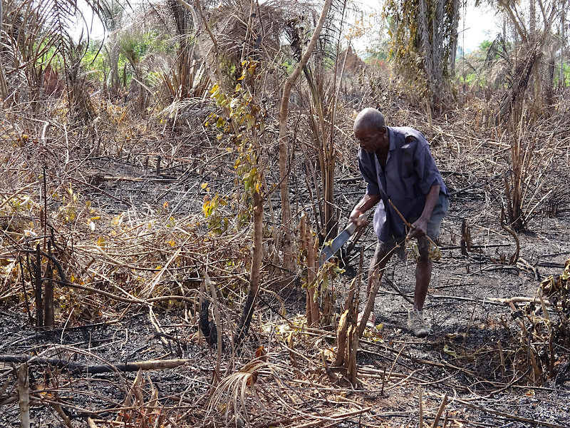 Défrichage d'un champ à Bumba