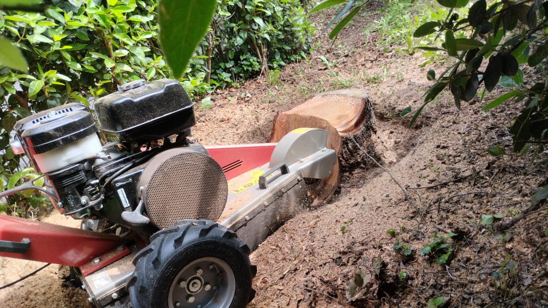 Rimozione ceppaie alberi Sabina (RI)