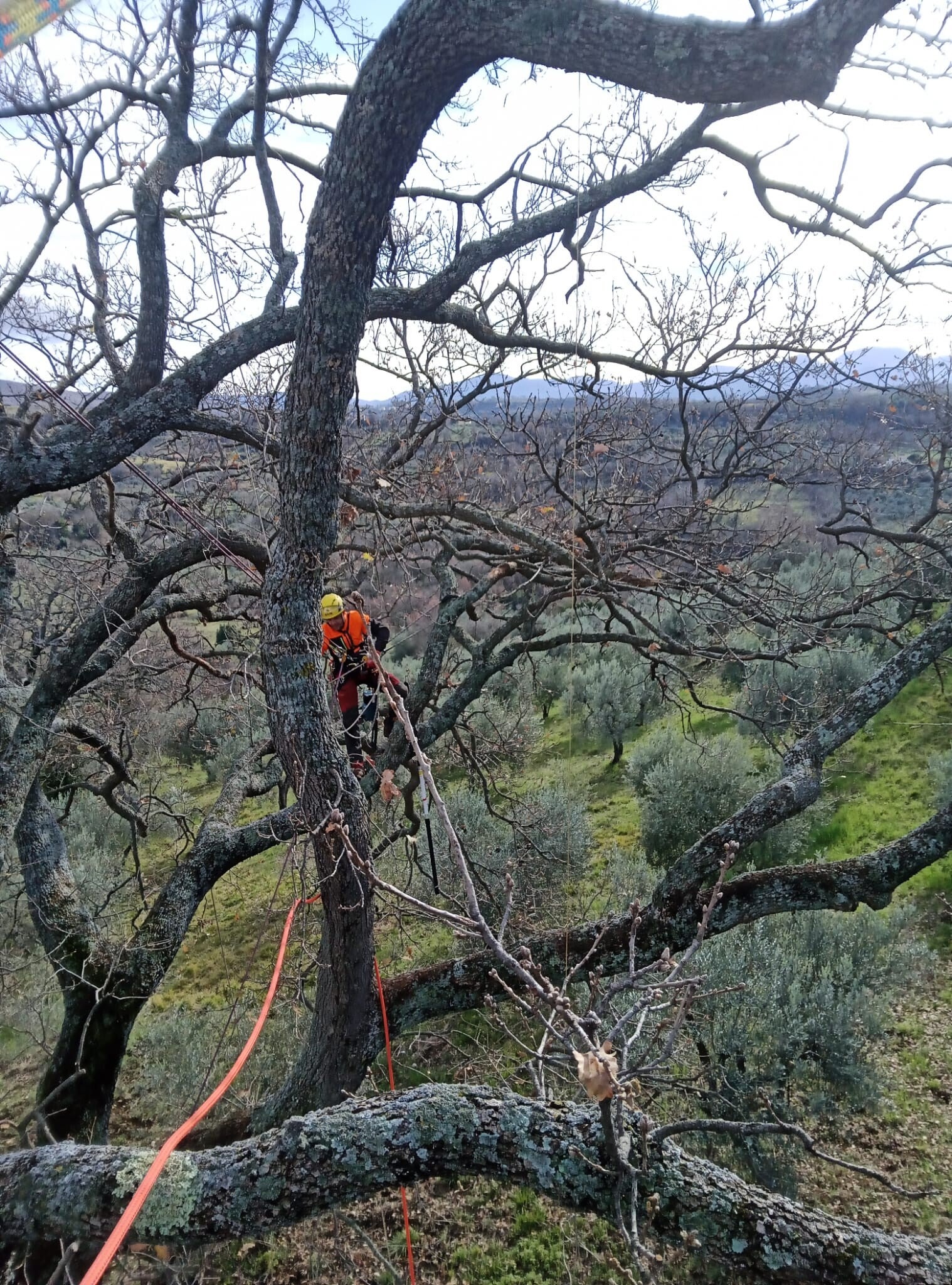 Potatura Alberi Sabina Tree climber a lavoro