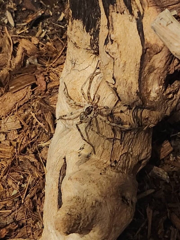 Wolf Spiders (Lycosidae)