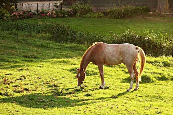 Pasture Board