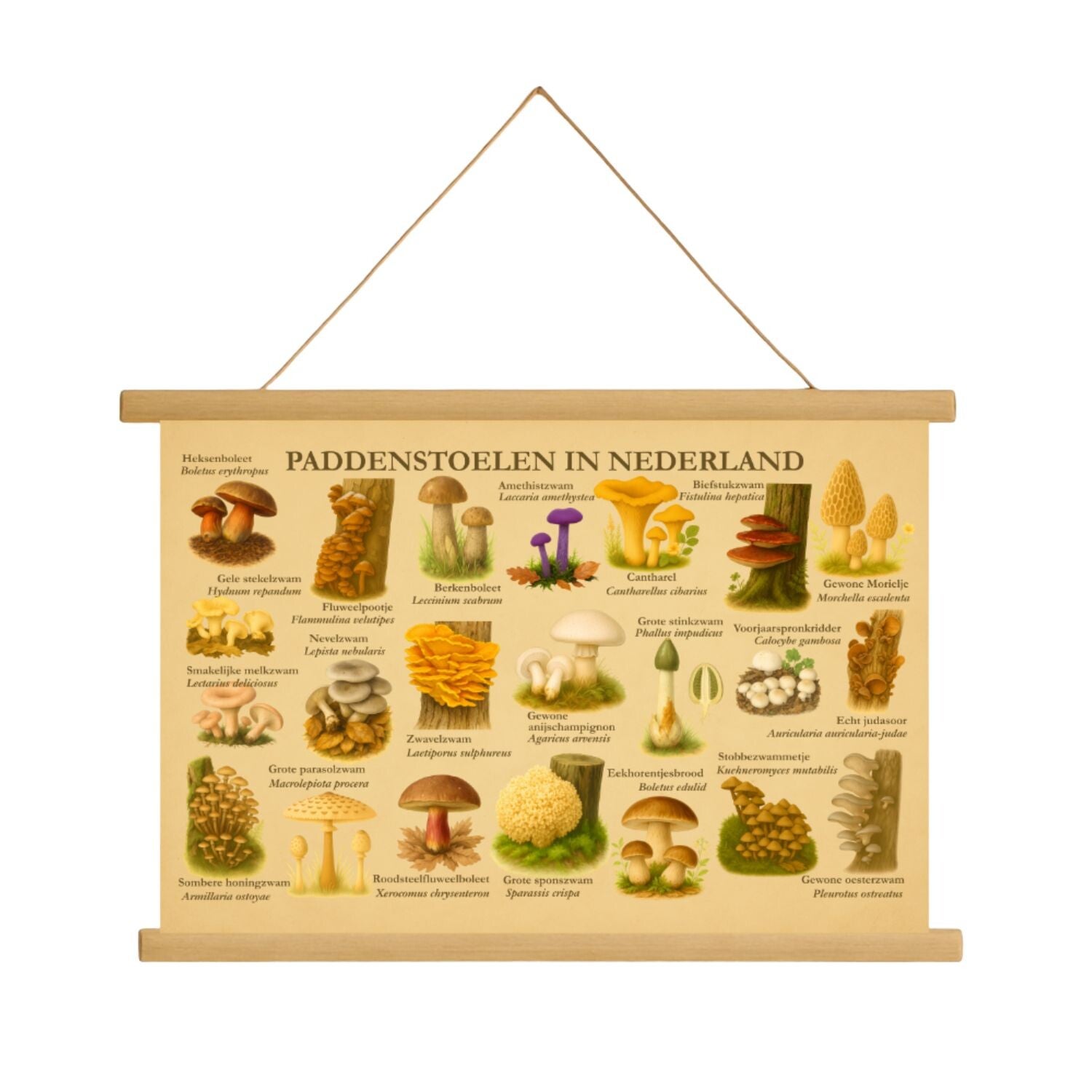 Schulposter Essbare Pilze