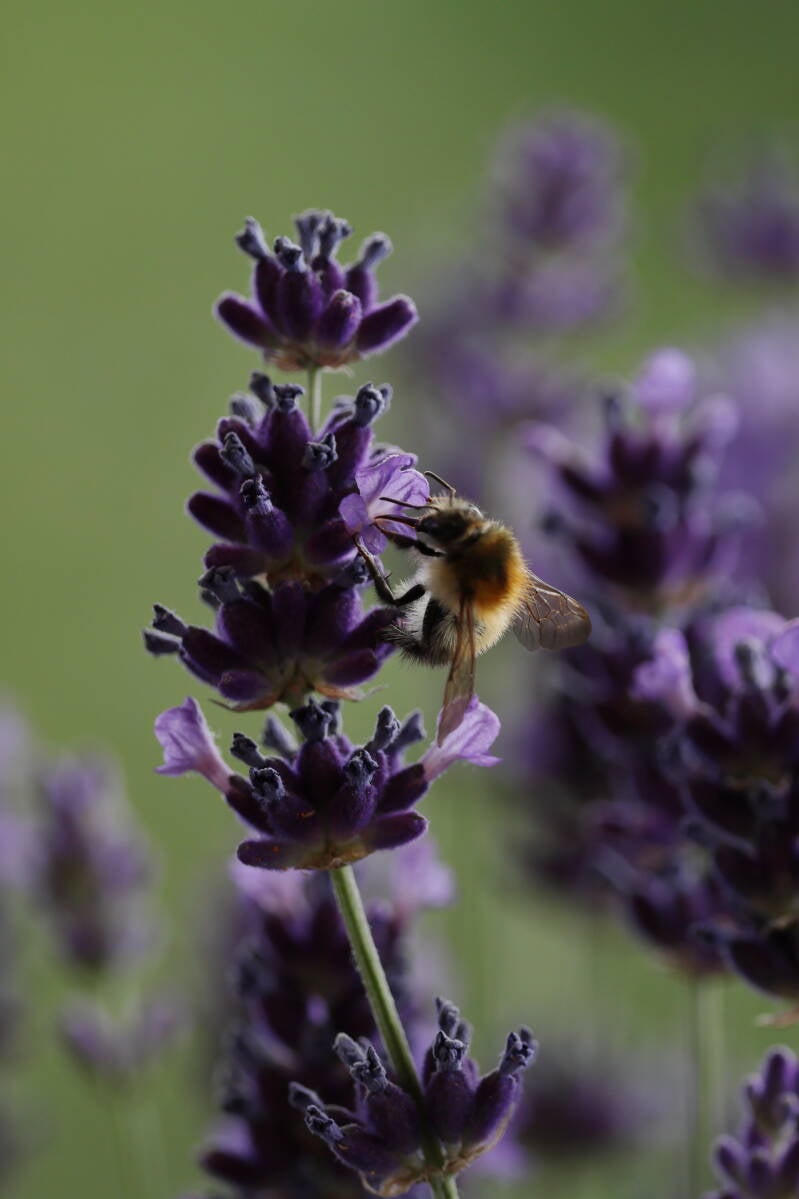 Lavendel