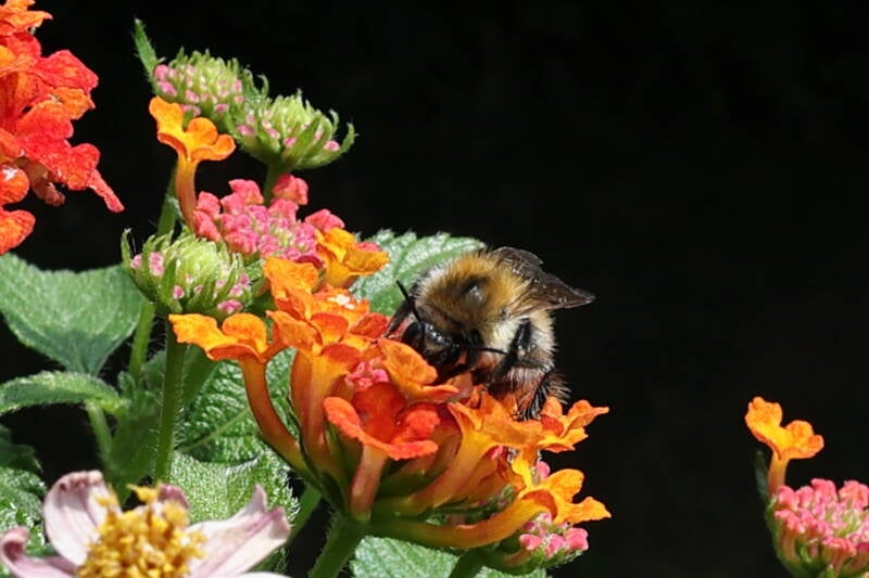 Ackerhummel
